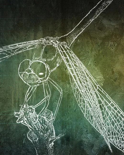 2013 Debbee Sheppard- Meadowhawk