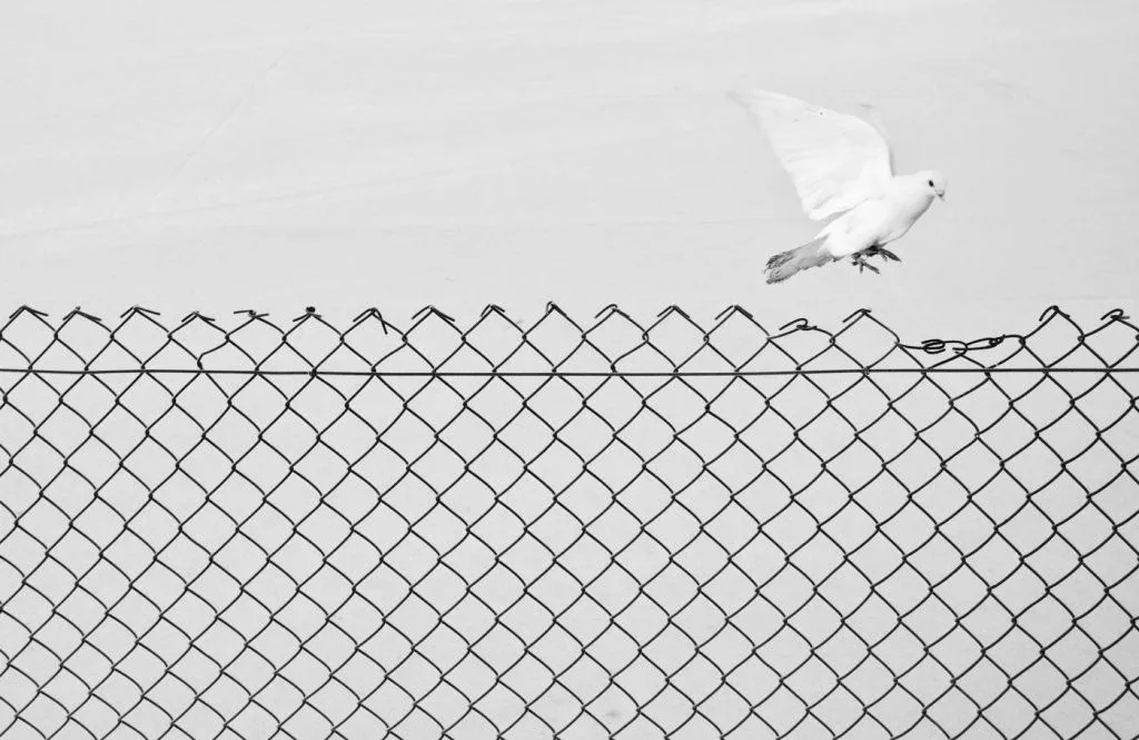2014 Marcin Ryczek- Liberation