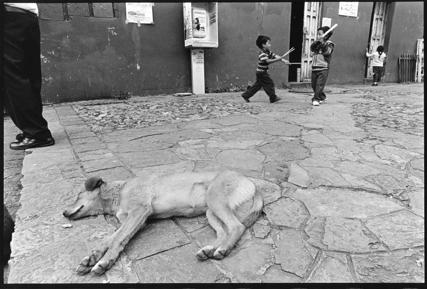 2017 Niki Polyocan Sleeping Dog, San Cristobal De Las Casas
