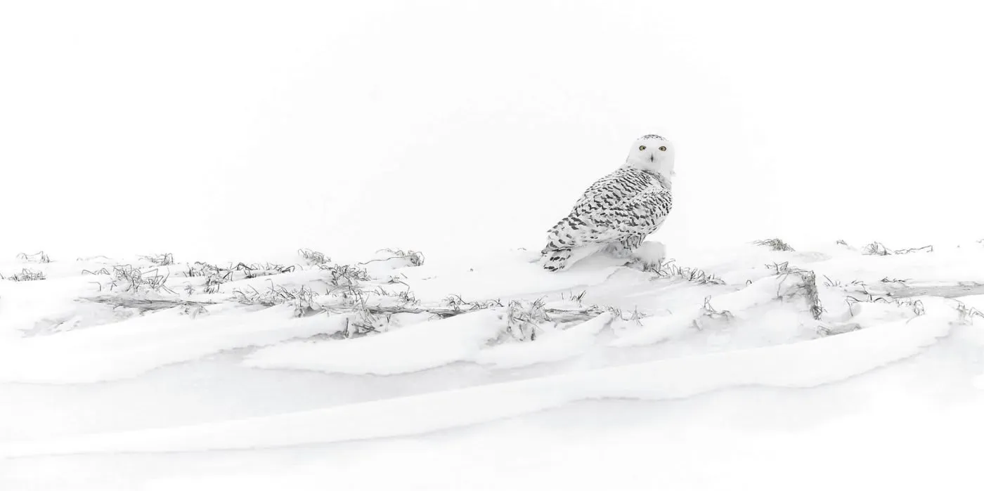 2017-Tibor-Kércz-Snowy-No5.jpg