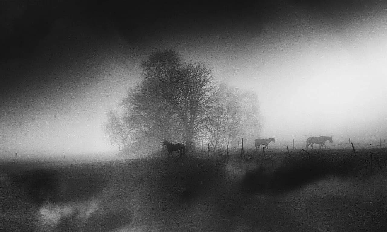 2021-Eddy Verloes-Mysterious horses