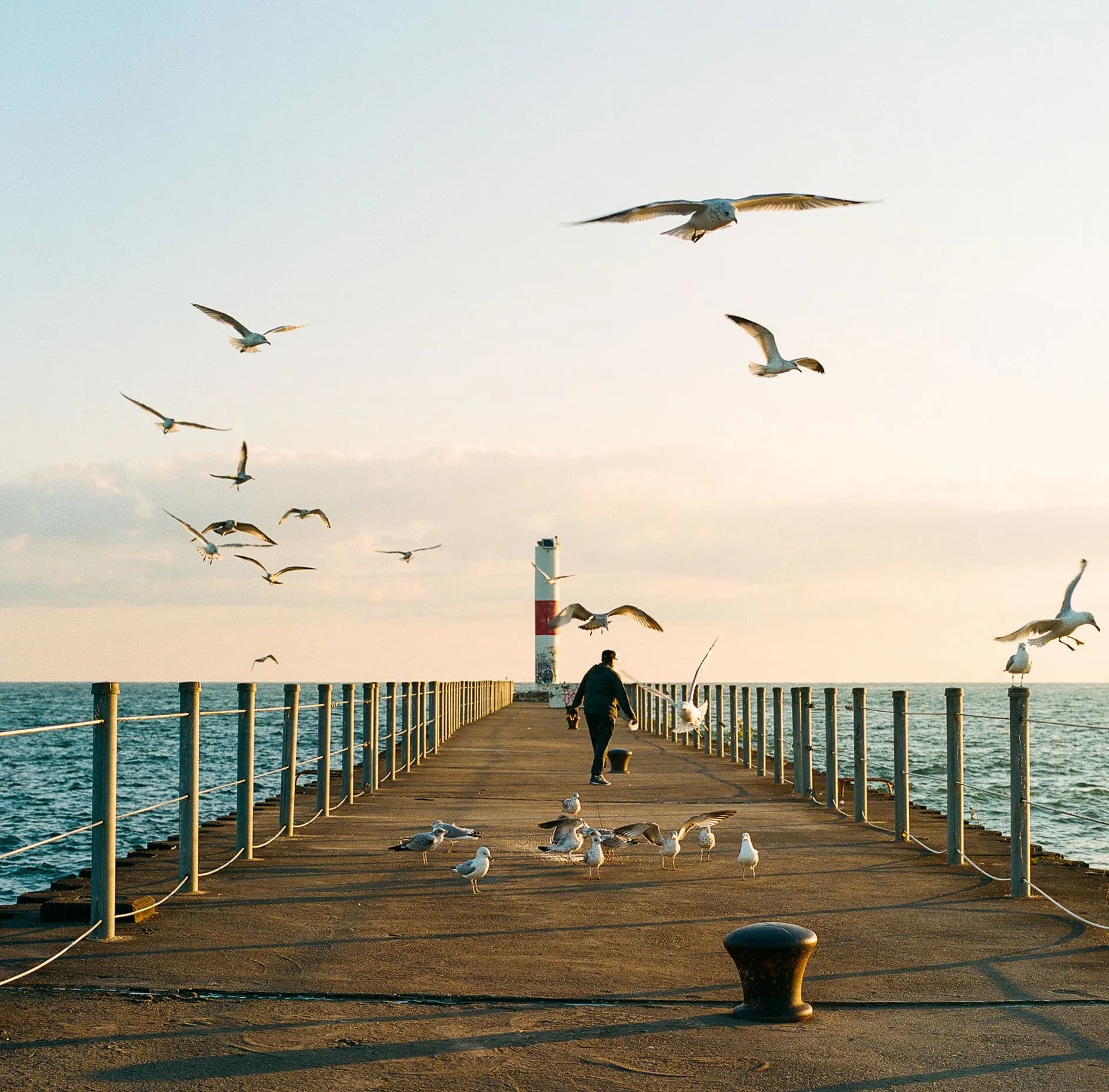37_Suzanne Itzko_Fly