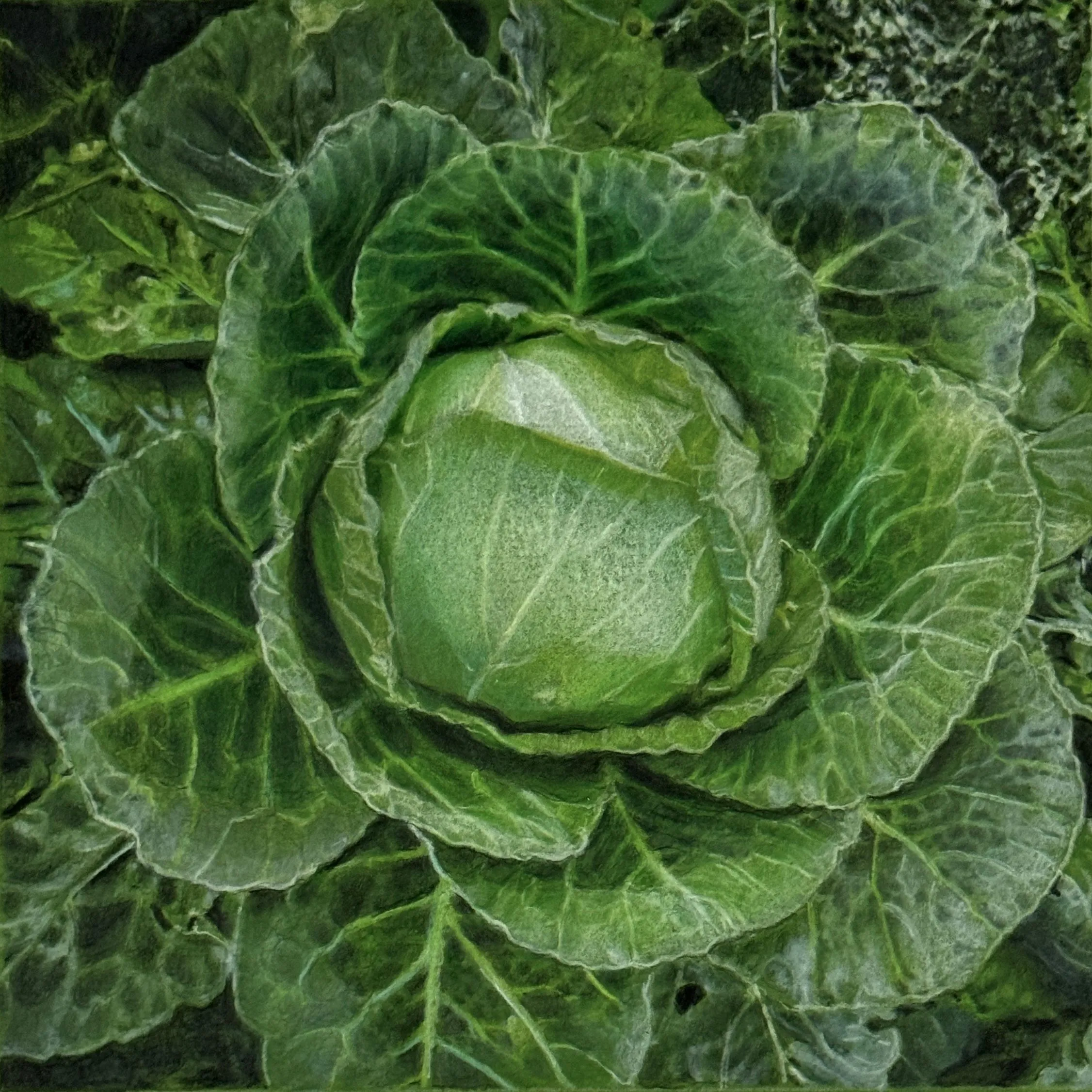 LAEL SALAETS_Cabbage_colored pencil on green paper_12x12